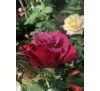 Роза Амалия (Amalia)